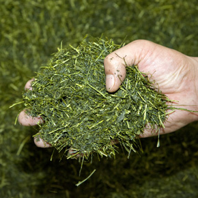 緑茶厳選茶葉